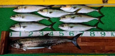 火遠理丸(ほおりまる) 釣果