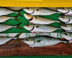 火遠理丸(ほおりまる) 釣果