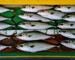 火遠理丸(ほおりまる) 釣果