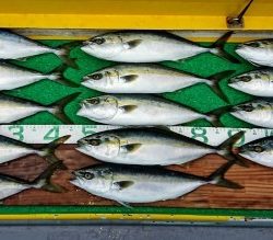 火遠理丸(ほおりまる) 釣果