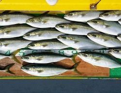 火遠理丸(ほおりまる) 釣果