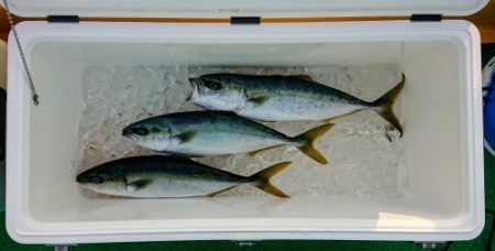 火遠理丸(ほおりまる) 釣果