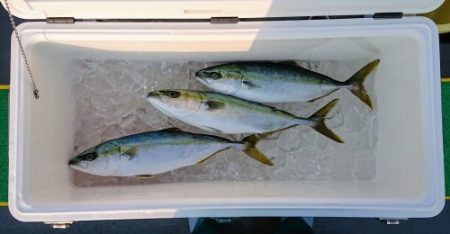 火遠理丸(ほおりまる) 釣果