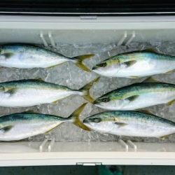 火遠理丸(ほおりまる) 釣果