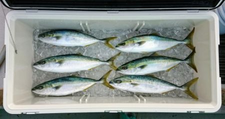 火遠理丸(ほおりまる) 釣果