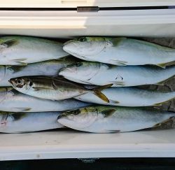 火遠理丸(ほおりまる) 釣果