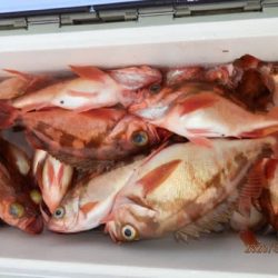 第二むつ漁丸 釣果