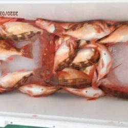 第二むつ漁丸 釣果