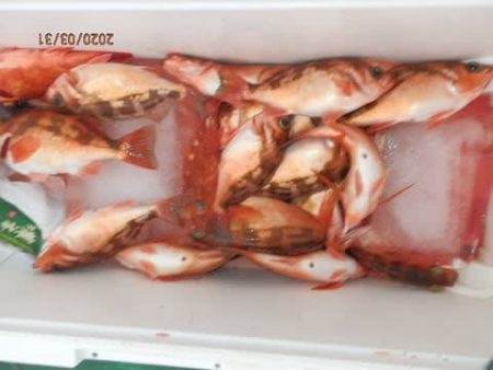 第二むつ漁丸 釣果