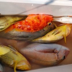 遊漁船 新鋭丸 釣果