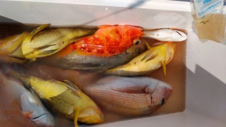 遊漁船 新鋭丸 釣果