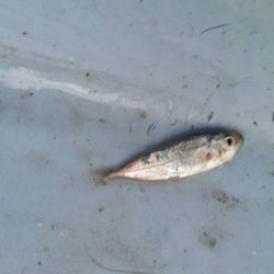 第五慶門丸 釣果