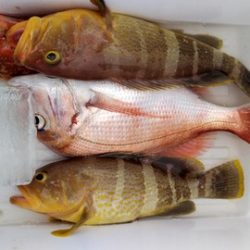 遊漁船 新鋭丸 釣果