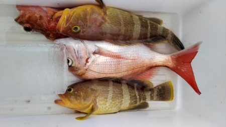 遊漁船 新鋭丸 釣果