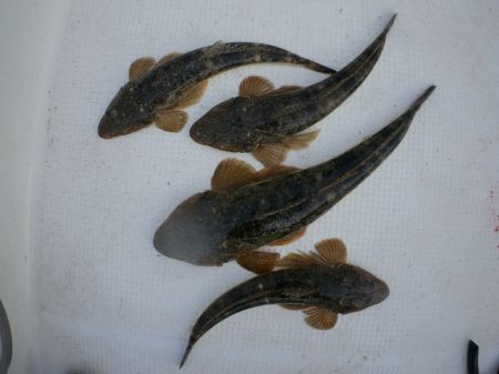 TOPGUN名古屋 釣果