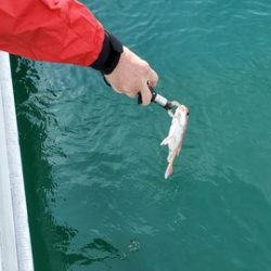 遊漁船 ニライカナイ 釣果
