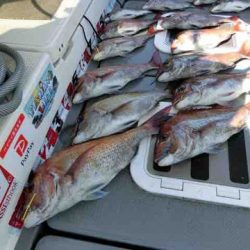 遊漁船 セトマリン 釣果