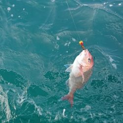 IDATEN(イダテン) 釣果