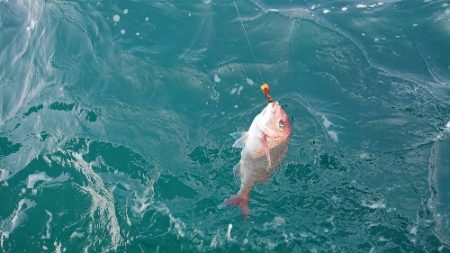 IDATEN(イダテン) 釣果