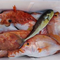 遊漁船 新鋭丸 釣果