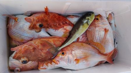 遊漁船 新鋭丸 釣果