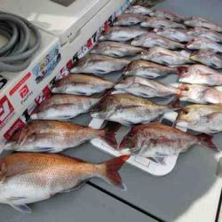 遊漁船 セトマリン 釣果