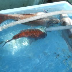 こうゆう丸 釣果