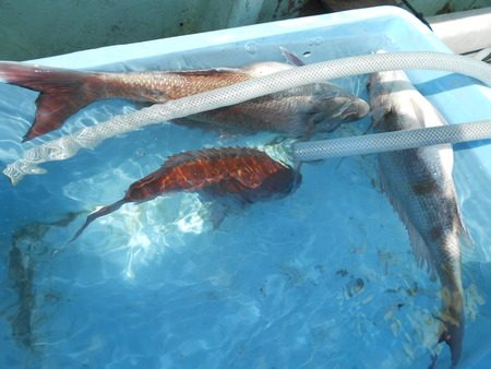 こうゆう丸 釣果