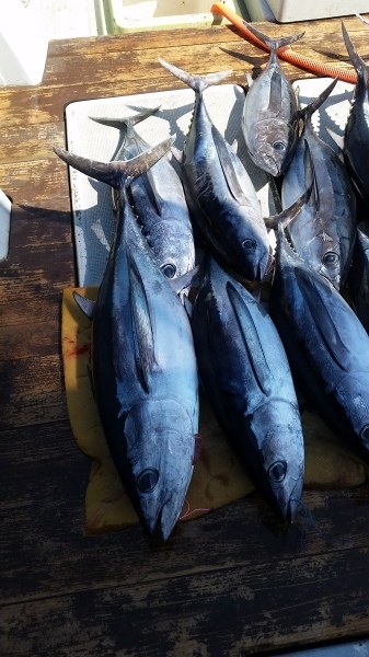 小海途 釣果