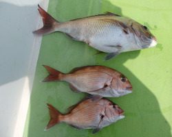 久里浜黒川本家 釣果