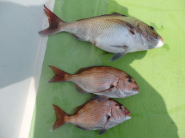 久里浜黒川本家 釣果