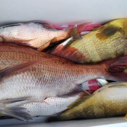 遊漁船 新鋭丸 釣果