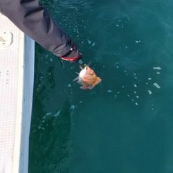 遊漁船 ニライカナイ 釣果