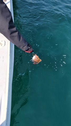 遊漁船 ニライカナイ 釣果