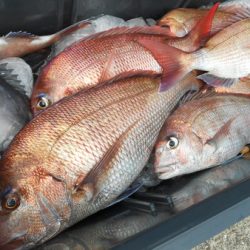 こうゆう丸 釣果