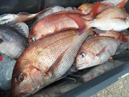 こうゆう丸 釣果