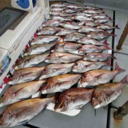 遊漁船 セトマリン 釣果