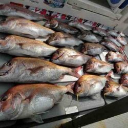 遊漁船 セトマリン 釣果