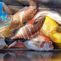 遊漁船 新鋭丸 釣果