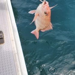 遊漁船 ニライカナイ 釣果