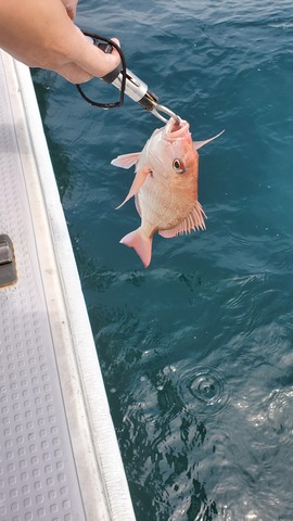 遊漁船 ニライカナイ 釣果