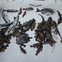 TOPGUN名古屋 釣果