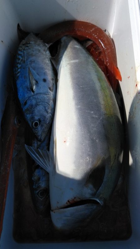 遊漁船 新鋭丸 釣果