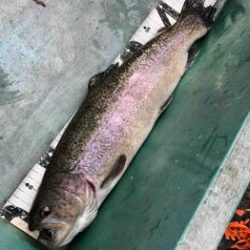 フィッシング サンクチュアリ 釣果