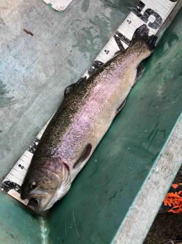 フィッシング サンクチュアリ 釣果