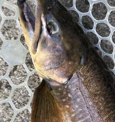 フィッシング サンクチュアリ 釣果