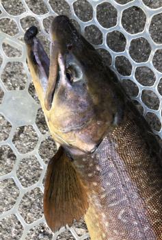 フィッシング サンクチュアリ 釣果