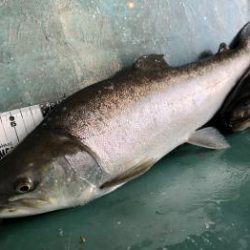 フィッシング サンクチュアリ 釣果