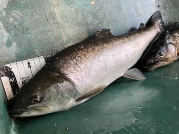 フィッシング サンクチュアリ 釣果