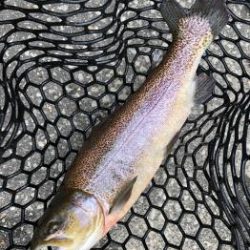 フィッシング サンクチュアリ 釣果